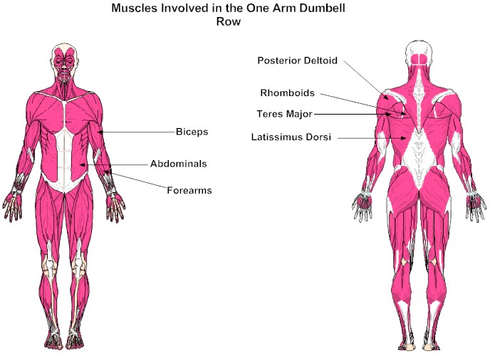 Muscles Involved in the One Arm Dumbell Row